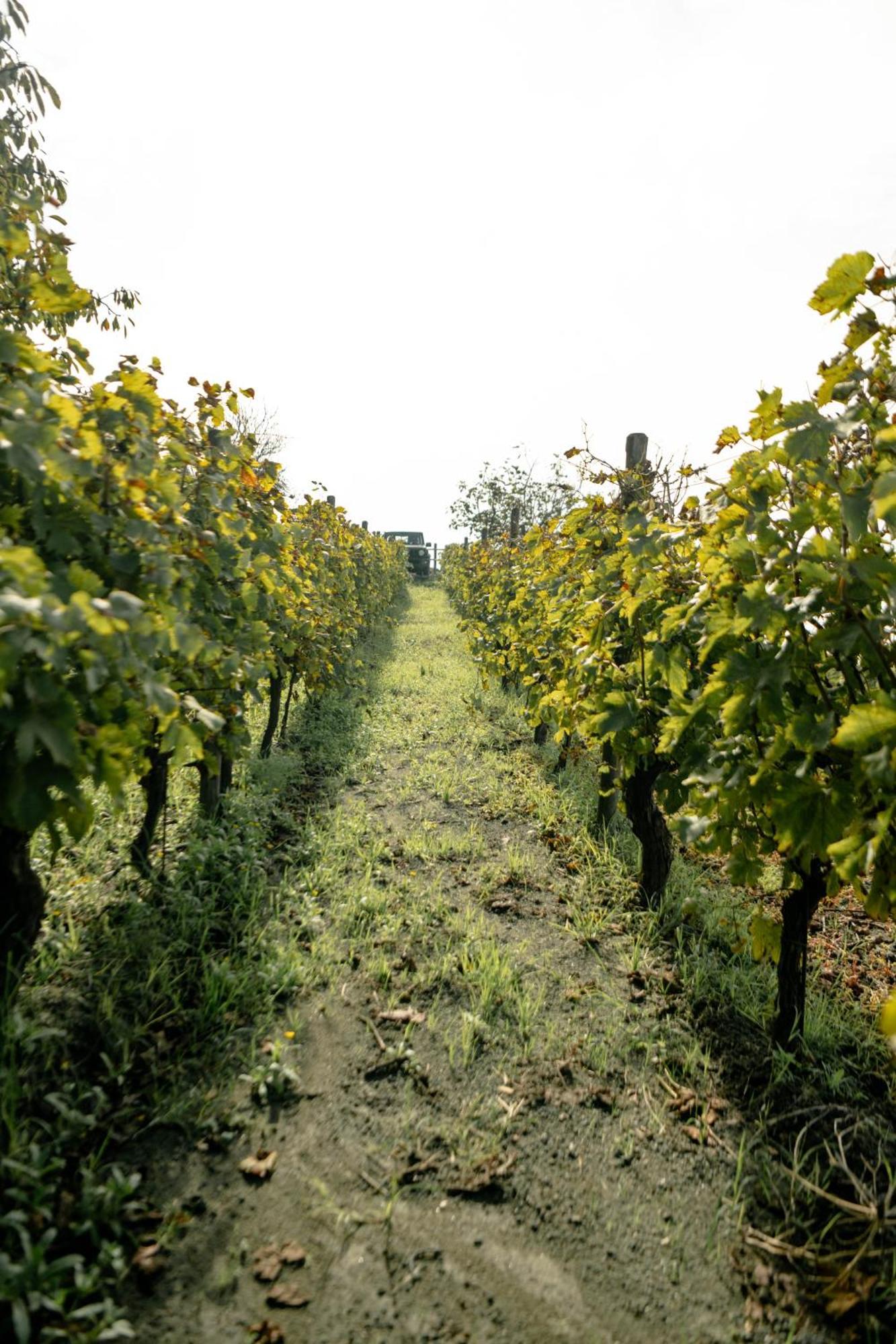 Tenuta Calitto Wine Resort E Spa Ischia Kültér fotó