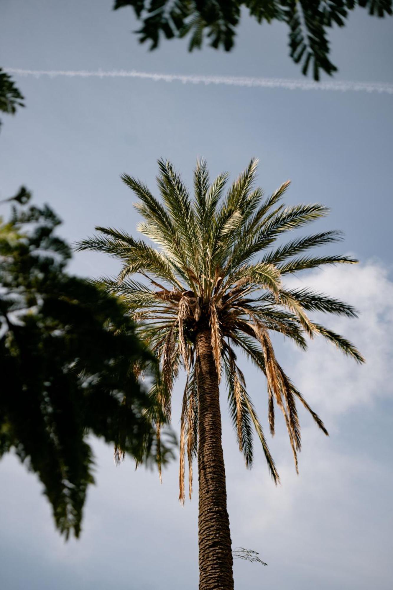 Tenuta Calitto Wine Resort E Spa Ischia Kültér fotó